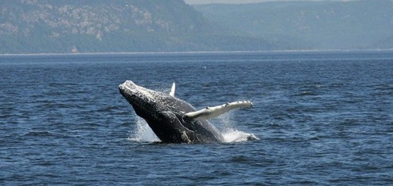 Spécial Semaine du Saint-Laurent | Pouvons-nous entendre les baleines chanter?